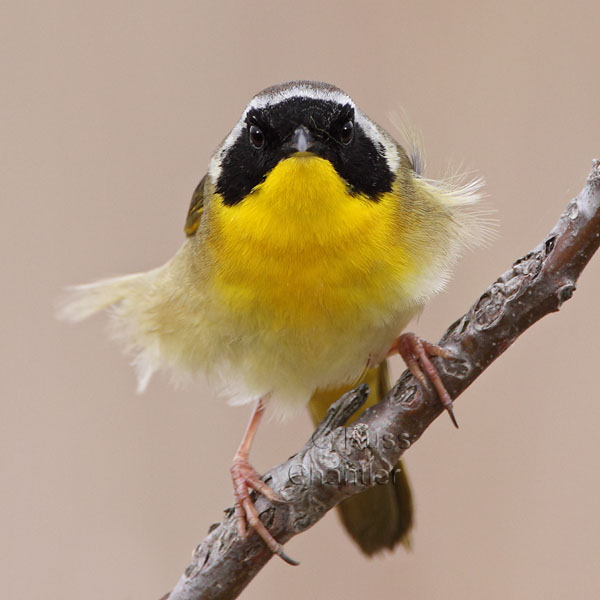 Common Yellowthroat © Russ Chantler